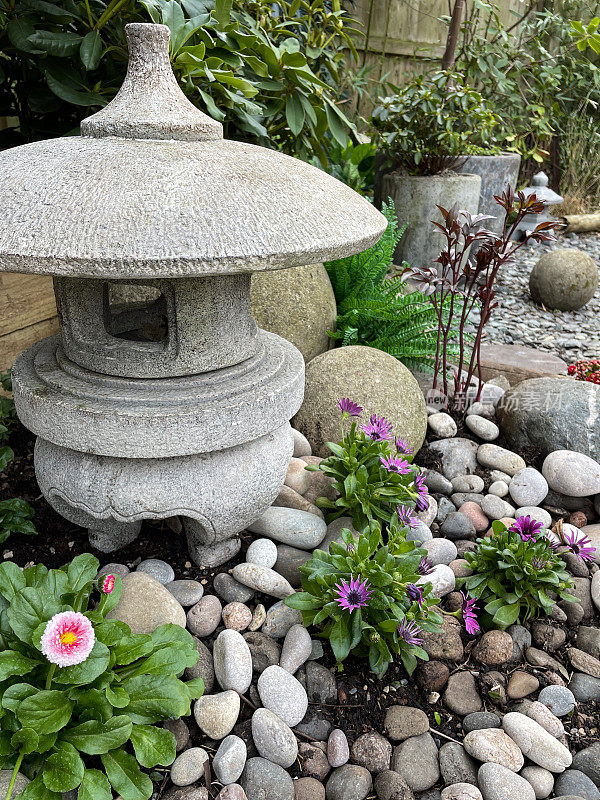 小圆花岗岩石头日本灯笼在春天东方花园周围的粉红色开花Bellis perennis Bellissima(英文雏菊)植物，卵石和鹅卵石，重点前景